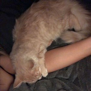 Meet your Posher, Alexis